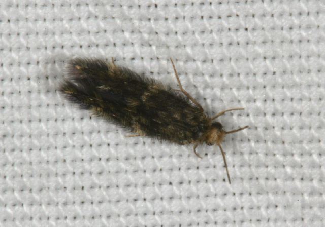 micro-caddisfly8318s.jpg