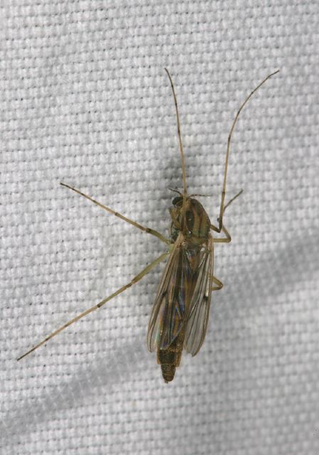 midge8386.jpg