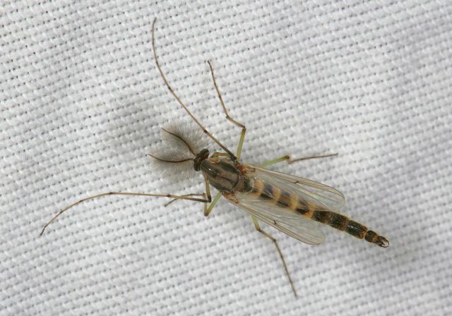 midge8387.jpg