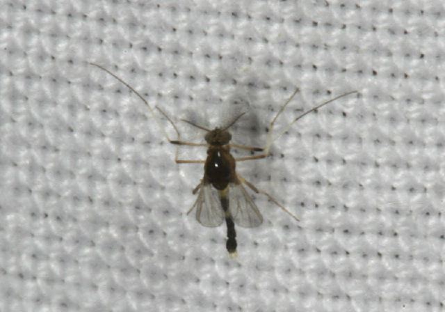 midge8450.jpg