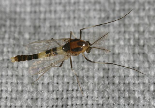 midge8548.jpg