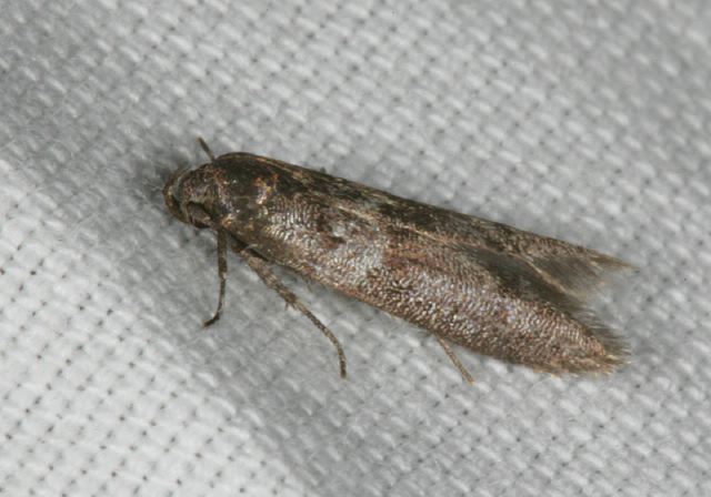 moth8311.jpg