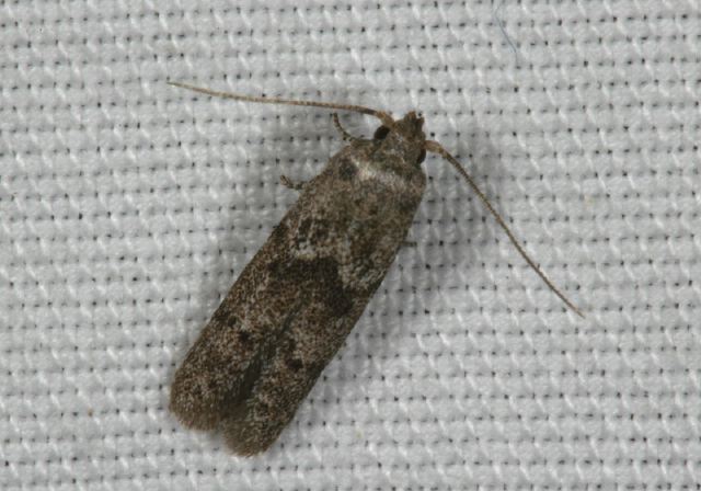 moth8434.jpg