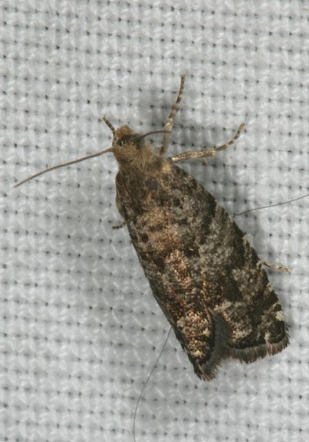 moth8453.jpg