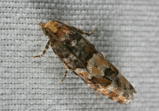 moth8492.jpg