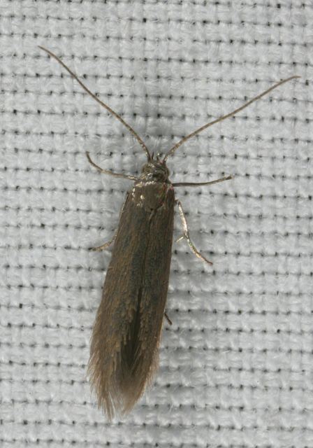 moth8524.jpg