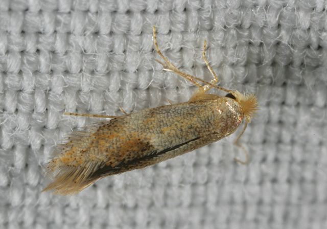 moth8575.jpg