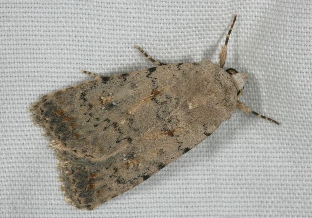 noctuid_8462.jpg