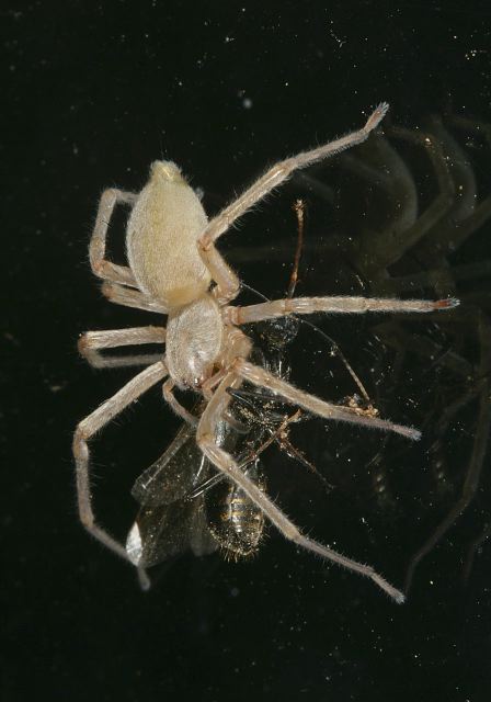 spider8424.jpg