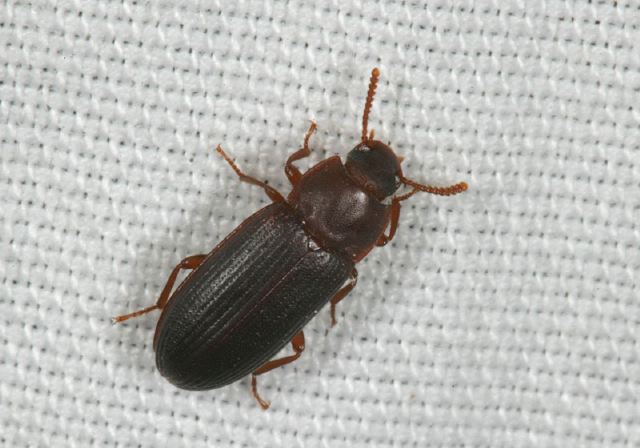 tenebrionidae8291.jpg