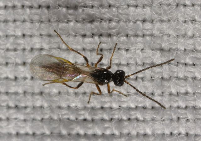 wasp8565.jpg