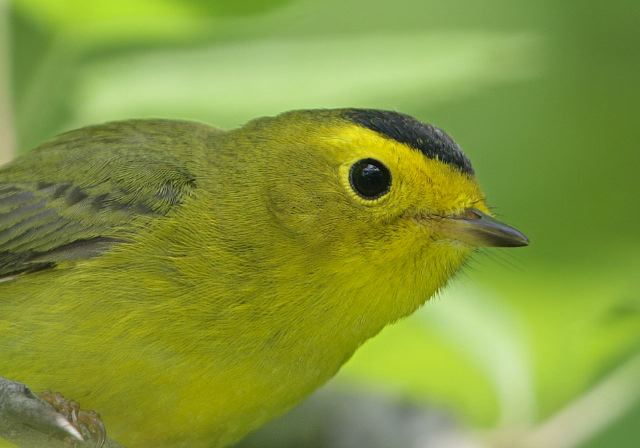 wilson_s_warbler8194.jpg