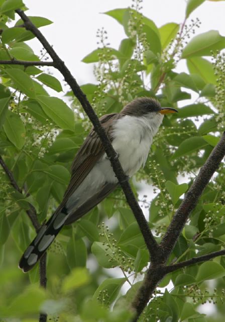 yellow-billed_cuckoo8141.jpg