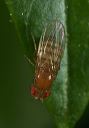 drosophila_8862