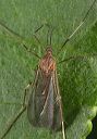 gall_midge_8802