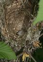 white-eyed_vireo_nest8647