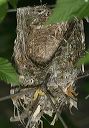 white-eyed_vireo_nest8648