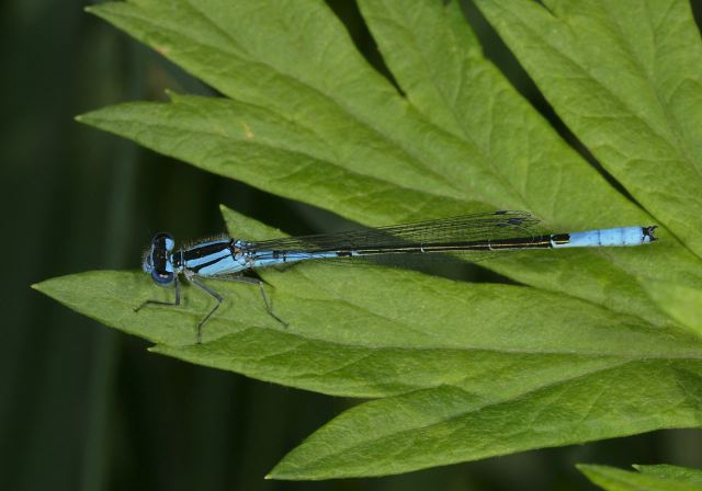 azure_bluet8829.jpg