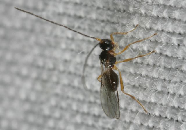 braconid8751.jpg