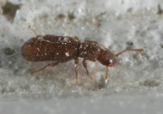 dienerella_sp8698.jpg