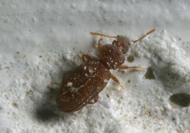 dienerella_sp8701.jpg