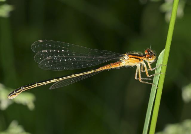 eastern_forktail8653.jpg