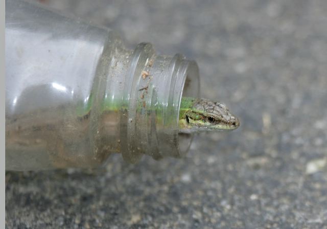 italian_wall_lizard_8811.jpg