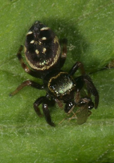 jumping_spider8676.jpg