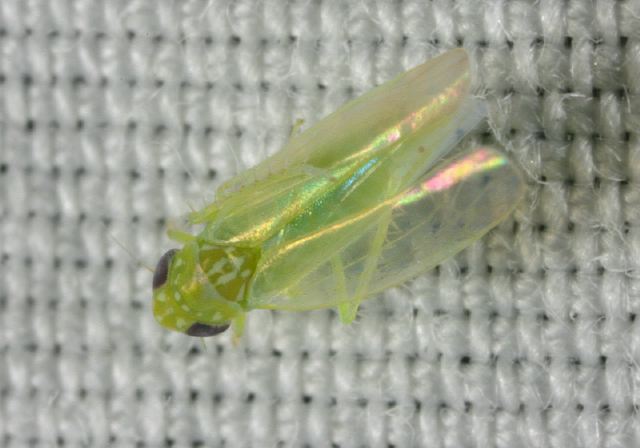 leaf_hopper8710.jpg