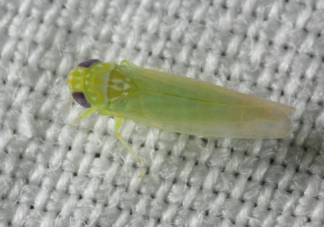 leaf_hopper8713.jpg