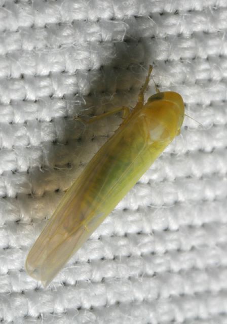 leaf_hopper8776.jpg