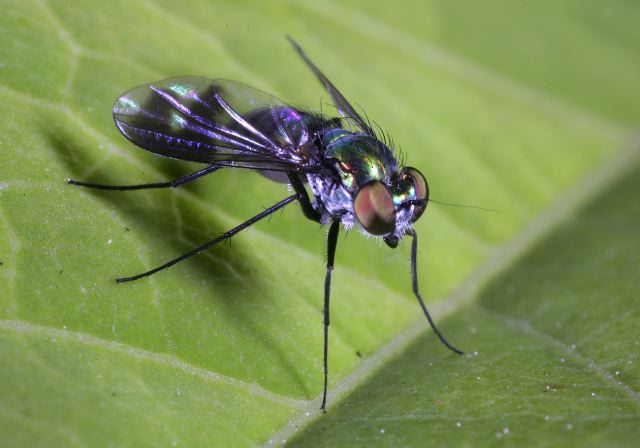 long-legged_fly_8825.jpg