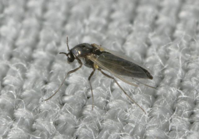 midge8727.jpg