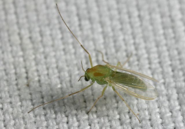 midge8739.jpg