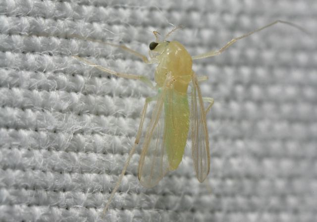 midge8757.jpg