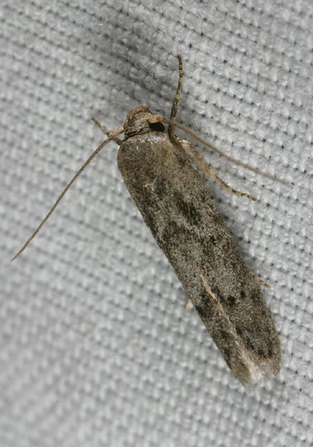 moth8704.jpg