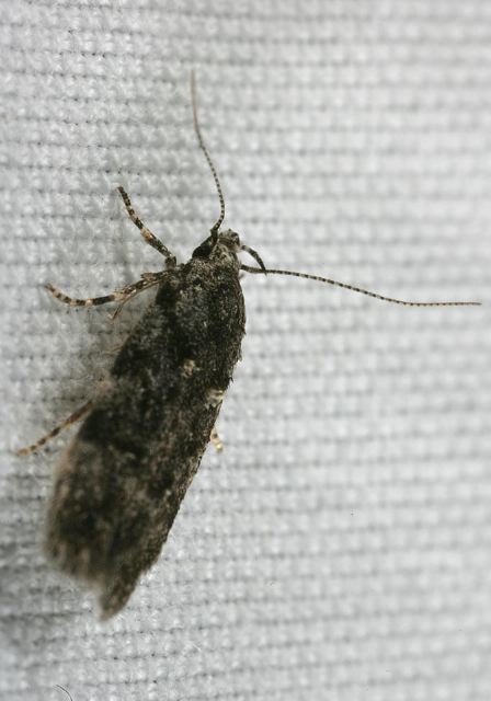 moth8736.jpg