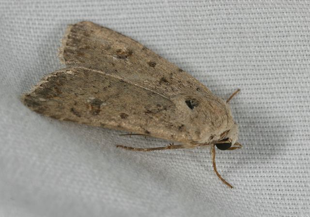 noctuid_8734.jpg