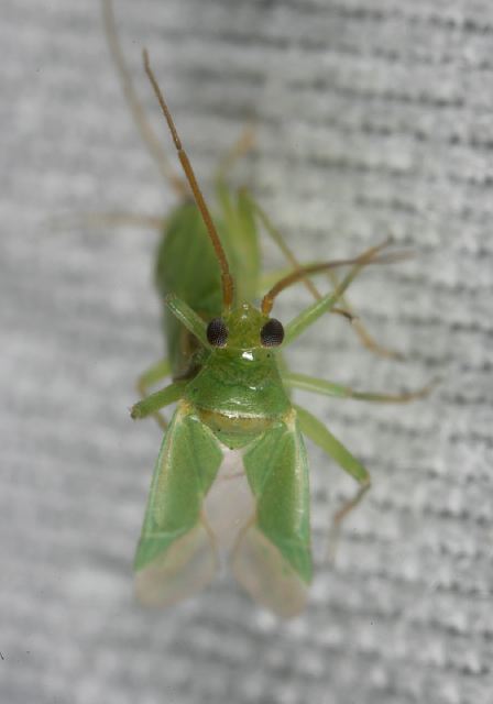 plant_bug8743.jpg