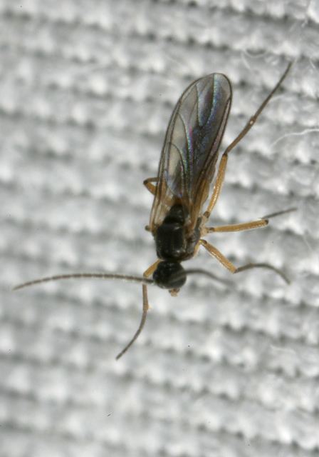 sciaridae8755.jpg