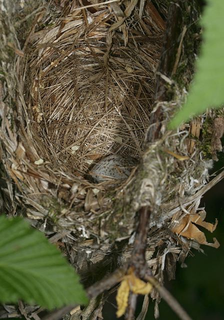 white-eyed_vireo_nest8647.jpg