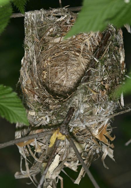 white-eyed_vireo_nest8648.jpg