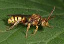 cuckoo_bee8923