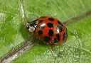 harmonia_axyridis8906