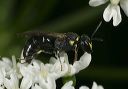 hylaeus_sp_8914