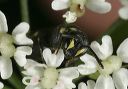 hylaeus_sp_8916