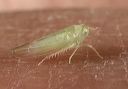 leafhopper9059