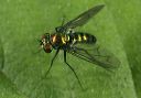 long-legged_fly_8880