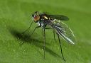 long-legged_fly_8893