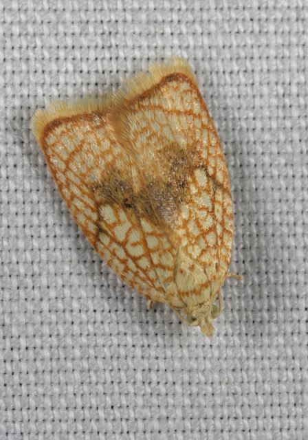 acleris_forskaleana_9110.jpg